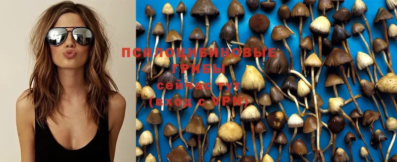 Псилоцибиновые грибы Psilocybe  Анива 